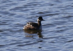 Podiceps nigricollis