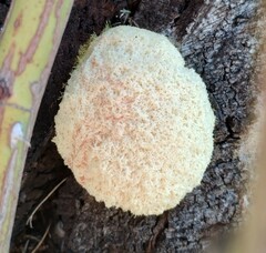 Fuligo septica candida