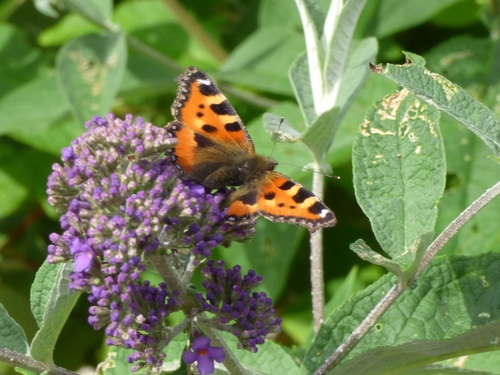 Aglais urticae