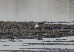 Calidris minuta