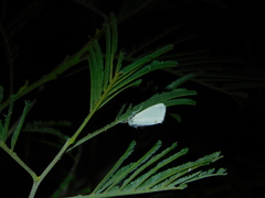 Acyphas semiochrea