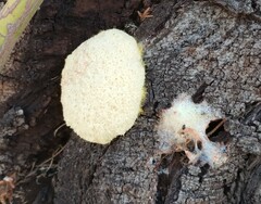 Fuligo septica candida