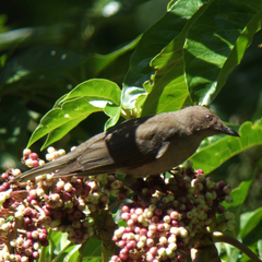 Turdus plebejus