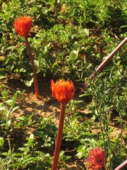 Haemanthus coccineus