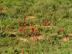 Haemanthus coccineus