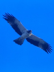 Hieraaetus pennatus