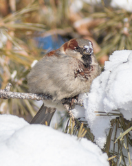 Passer domesticus