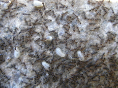 Tetramorium caespitum