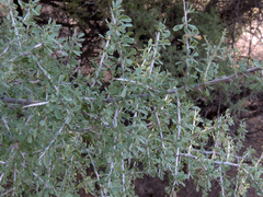Condalia globosa