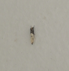 Trichophaga tapetzella
