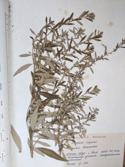 Artemisia montana