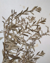 Artemisia montana