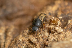 Aphodiinae