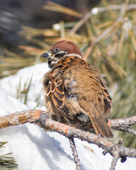 Passer montanus