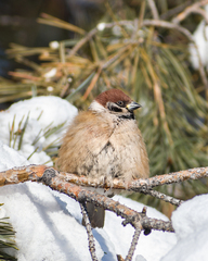 Passer montanus