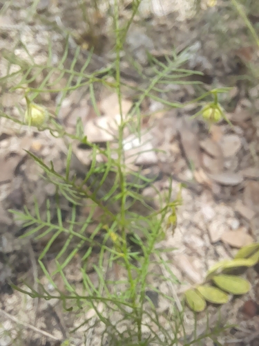 Image of Xenostegia pinnata by no rights reserved