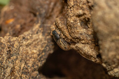 Aphodiinae