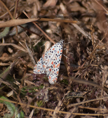 Utetheisa pulchelloides