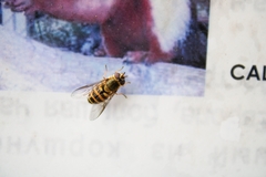 Syrphus ribesii
