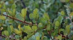 Searsia laevigata laevigata