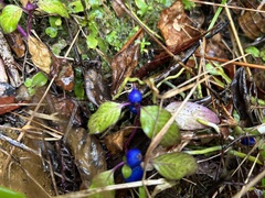 Coccocypselum herbaceum