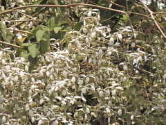 Congea tomentosa
