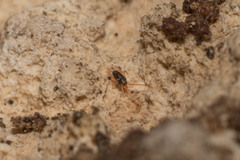 Eupodidae