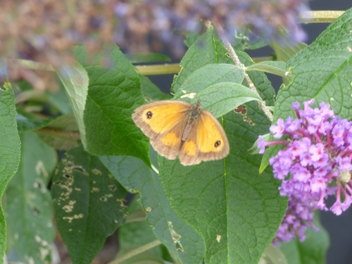 Pyronia tithonus
