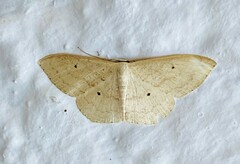Scopula