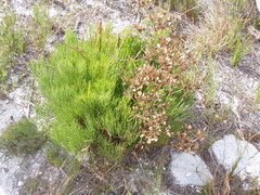 Nanobubon strictum