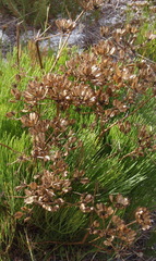 Nanobubon strictum