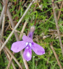 Lobelia setacea