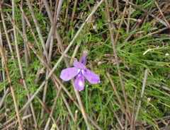 Lobelia setacea