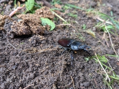 Lucanus cervus