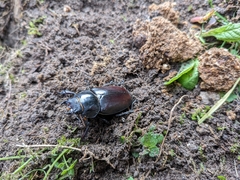 Lucanus cervus