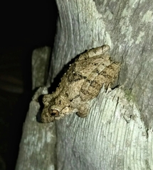 Scinax acuminatus
