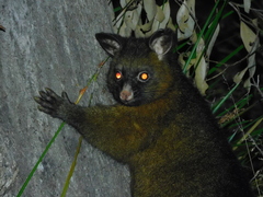 Trichosurus vulpecula fuliginosus