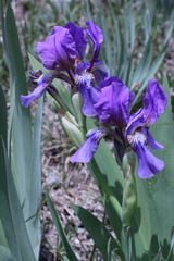 Iris alberti