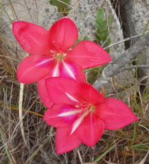 Gladiolus carmineus