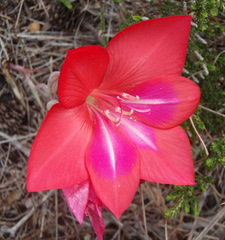 Gladiolus carmineus