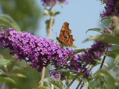 Polygonia c-album