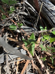 Platylobium triangulare