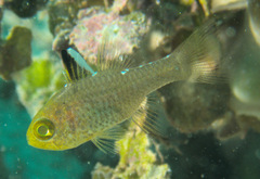 Ostorhinchus hoevenii