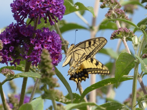 Papilio machaon