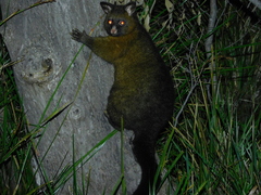 Trichosurus vulpecula fuliginosus