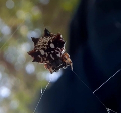 Thelacantha brevispina