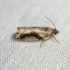 Statherotis pendulata
