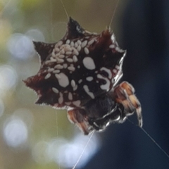 Thelacantha brevispina