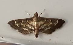 Salbia