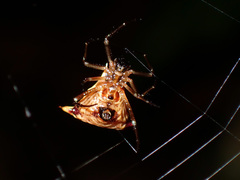 Micrathena beta
